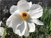 2073ba9d-20190401 Bozur.jpg